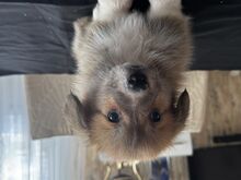 Pembroke Welsh Corgi