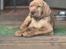 Vizsla / Ungari lühikarvalise linnukoera kutsikad