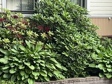 Rododendronid