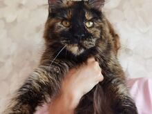 Maine Coon tüdruk