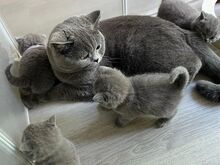 British Shorthair kittens