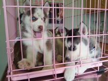 Imeilusad Siberi husky kutsikad... kirjuta mulle