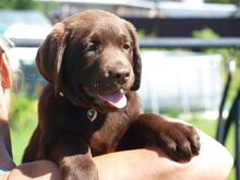 Müüa isane labrador-retriiver