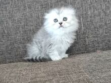 Scottish Fold kassipojad emane