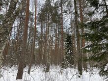 Лесная недвижимость