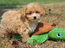 Maltipoo kutsikad