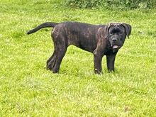 Cane Corso emane kutsikas