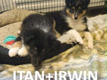 Sheltie kutsikad