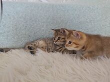 Британский короткошерстный котёнок-мальчик