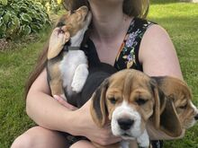 Beagle kutsikad