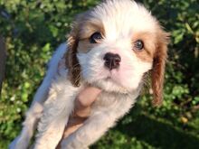 Cavalier King Charles spanjeli kutsikad!