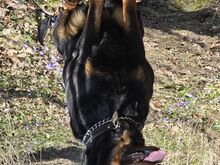 Isased tõutunnistusega Rottweileri kutsikad