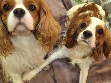 Cavalier King Charles spanjeli kutsikad!