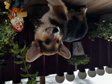 Pembroke Welsh Corgi