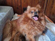 Pomeranian / kääbusspitsi preilid