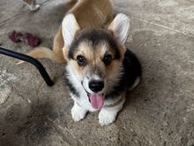 Pembroke Welsh Corgi