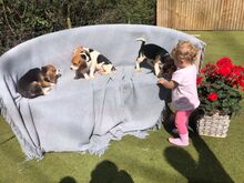 Beagle'i kutsikad