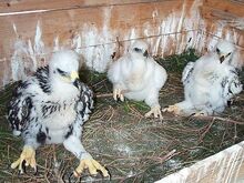 Gyr Falcons and Golden Eagle Eyas for Sale