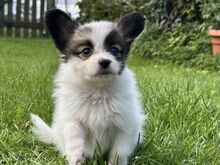 Papillon