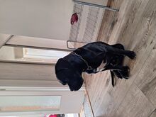 Müüa isane cane corso