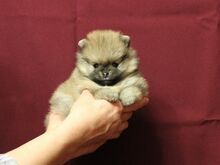 Pomeranian kutsikad