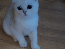 Super ilus scottish fold, hõbešinšilla