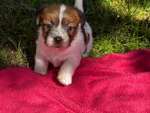 Jack Russelli terjeri kutsikapoiss (FCI/LKF)