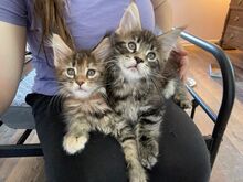 Maine Coon Kittens