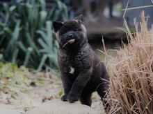 Akita kutsikad