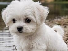 Malta Bichon
