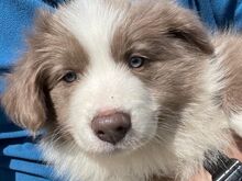 Bordercollie kutsikad