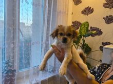 Shih tzu kutsikad