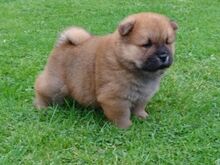 Chow Chow kutsikad