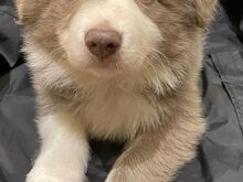 Bordercollie kutsikad