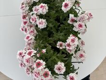 Rõdulilled, 4 kasti