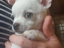 Chihuahua kutsikad