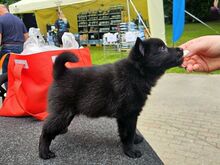Schipperke kutsikad otsivad uut kodu