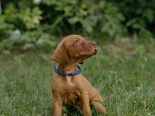 Vizsla / Ungari lühikarvalise linnukoera kutsikad