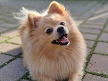Pomeranian / kääbusspitsi preilid