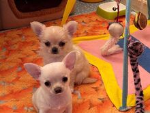 Chihuahua kutsikad