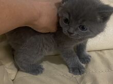 Британский серый котёнок