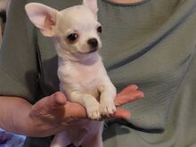 Chihuahua kutsikad