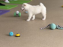 Shiba inu puppies