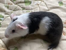 Merisiga