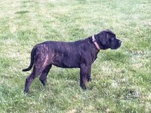 Cane Corso emane kutsikas