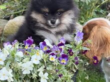 Müüa mini pomerian