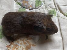 Isane merisiga