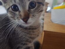 Котёнок