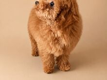Maltipoo