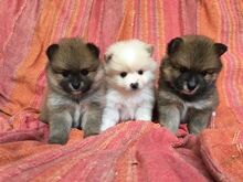 Pomeranian kutsikad